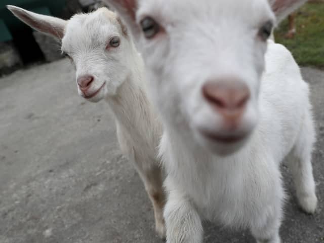 Many people have a fondness for goats (Picture: Brian Lawless)