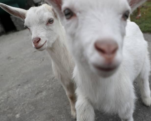 Many people have a fondness for goats (Picture: Brian Lawless)