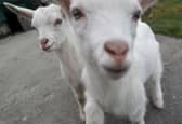 Many people have a fondness for goats (Picture: Brian Lawless)
