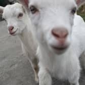 Many people have a fondness for goats (Picture: Brian Lawless)