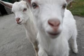 Many people have a fondness for goats (Picture: Brian Lawless)