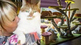 A Scottish couple have spent more than £20,000 flying wild cats from Egypt, Cyprus and Turkey to the UK.