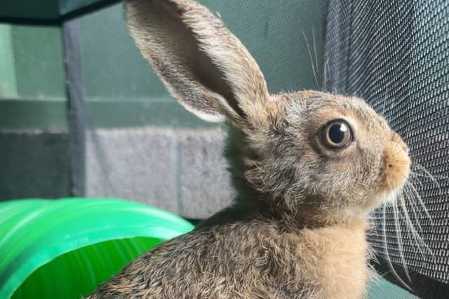 Bruno the baby hare who has been hailed a "little miracle" after being delivered from its dead mother in an emergency roadside Caesarean after she was killed in a farming accident. Picture: Scottish SPCA /PA Wire
