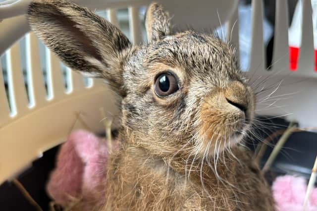 Bruno the baby hare who has been hailed a "little miracle" after being delivered from its dead mother in an emergency roadside Caesarean after she was killed in a farming accident. Picture: Scottish SPCA /PA Wire