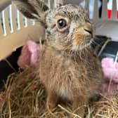 Bruno the baby hare who has been hailed a "little miracle" after being delivered from its dead mother in an emergency roadside Caesarean after she was killed in a farming accident. Picture: Scottish SPCA /PA Wire