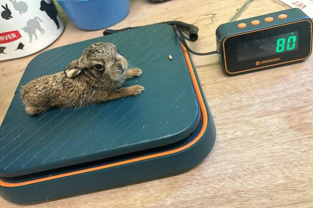 Bruno the baby hare who has been hailed a "little miracle" after being delivered from its dead mother in an emergency roadside Caesarean after she was killed in a farming accident. Picture: Scottish SPCA /PA Wire
