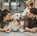 Looking for a dog to complete your family?