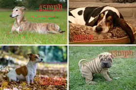 Dogs of different speeds.