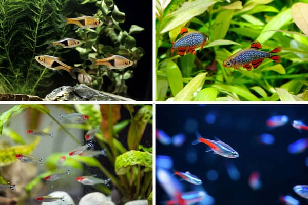 These friendly fish tend to get on well with others.