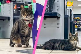 Mo the cat at the Co-op in Newtongrange.