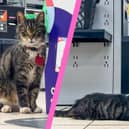 Mo the cat at the Co-op in Newtongrange.
