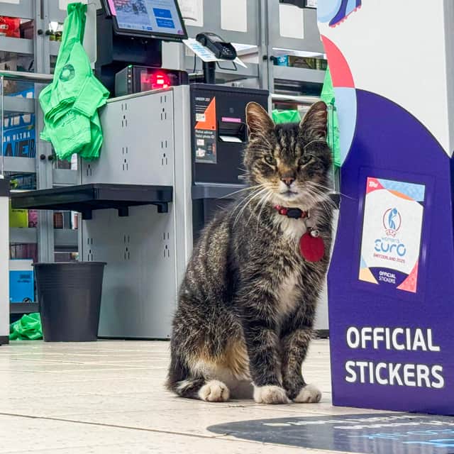 Mo the cat who likes to spend her day at the Co-op in Newtongrange.