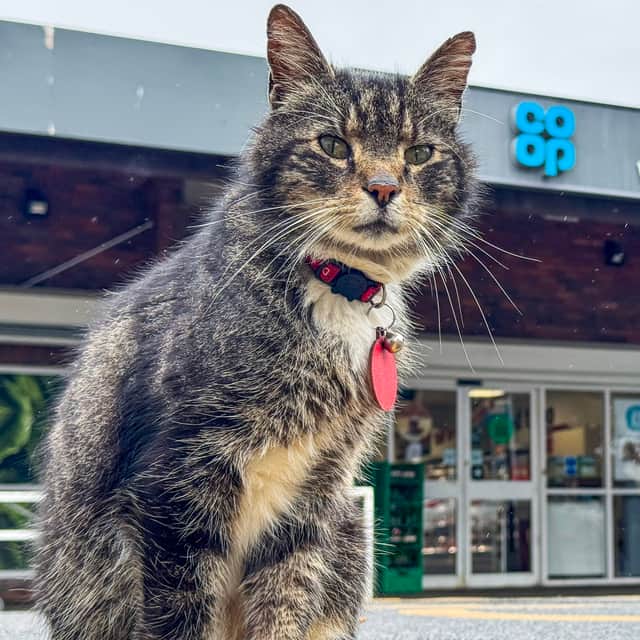 Mo the cat outside the Co-op in Newtongrange.