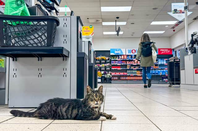 Mo the cat lying down by the tills at the Co-op in Newtongrange.