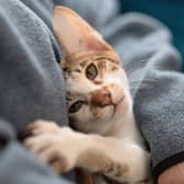 Some cats are more affectionate than others.