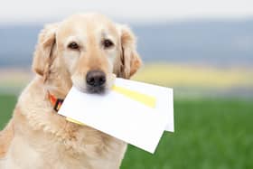 Dogs are great - but you can't trust them to deliver letters.