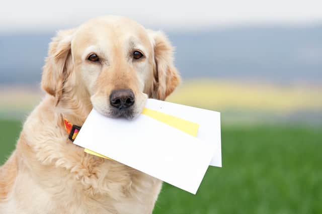 Dogs are great - but you can't trust them to deliver letters.