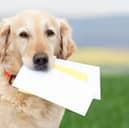 Dogs are great - but you can't trust them to deliver letters.