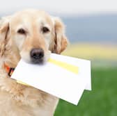 Dogs are great - but you can't trust them to deliver letters.