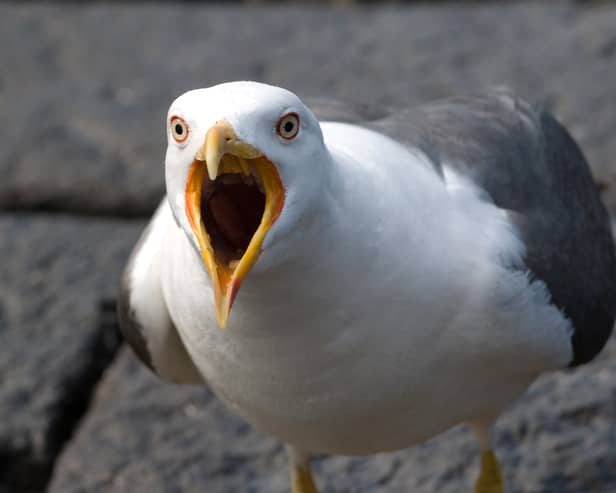 Are seagulls causing a growing nuisance in Scotland's towns and cities?