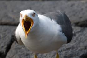 Are seagulls causing a growing nuisance in Scotland's towns and cities?