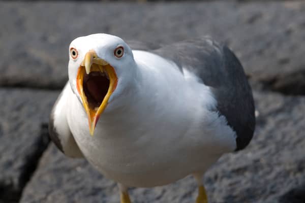 Are seagulls causing a growing nuisance in Scotland's towns and cities?