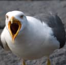 Are seagulls causing a growing nuisance in Scotland's towns and cities?