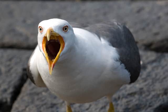 Are seagulls causing a growing nuisance in Scotland's towns and cities?