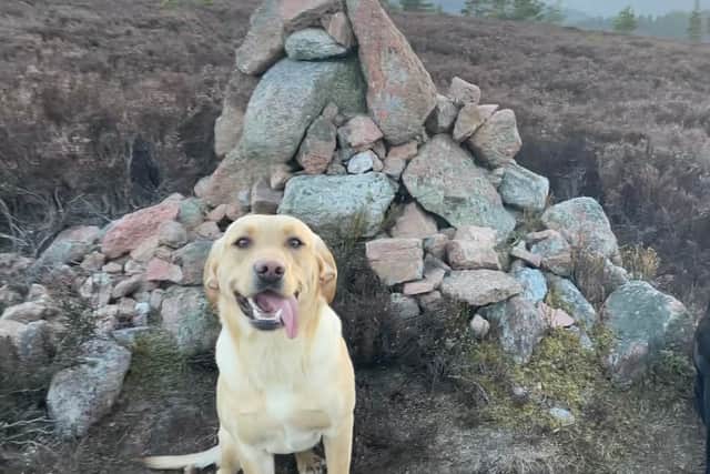 Clover was 18 months old when she contracted Louping Ill from a tick