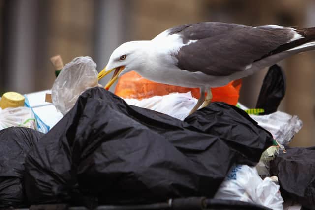 Many gulls have discovered that cities are good places to find food (Picture: Jeff J Mitchell)