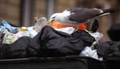 Many gulls have discovered that cities are good places to find food (Picture: Jeff J Mitchell)