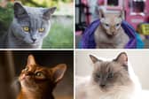 Four of the world's most popular breeds of cat.