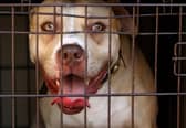The researchers scrutinised tens of thousands of NHS records involving injuries from dogs. 
