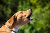 Some dog breeds are more likely to bark than others.