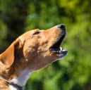 Some dog breeds are more likely to bark than others.