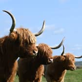 Three of the Highland cows at Kitchen Coos & Ewes in Newton Stewart. 