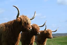 Three of the Highland cows at Kitchen Coos & Ewes in Newton Stewart. 