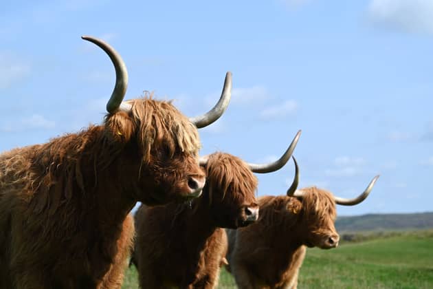 Three of the Highland cows at Kitchen Coos & Ewes in Newton Stewart. 