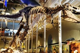 The National Museum of Scotland in Edinburgh is a great spot for dinosaur lovers.