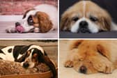 These dog breeds are all known for being calm.