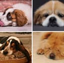 These dog breeds are all known for being calm.