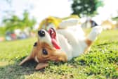 Dogs love summer - but need to be kept safe from the heat.