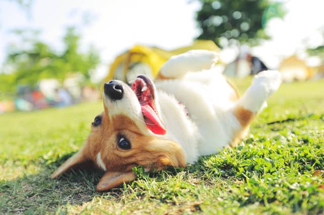 Dogs love summer - but need to be kept safe from the heat.