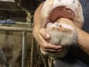 A vet inspects the mouth of a cow to check for signs of bluetongue disease (Picture: Nicolas Maeterlinck)