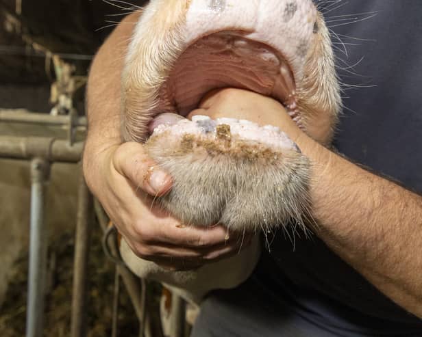A vet inspects the mouth of a cow to check for signs of bluetongue disease (Picture: Nicolas Maeterlinck)