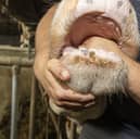 A vet inspects the mouth of a cow to check for signs of bluetongue disease (Picture: Nicolas Maeterlinck)