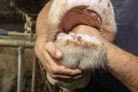 A vet inspects the mouth of a cow to check for signs of bluetongue disease (Picture: Nicolas Maeterlinck)
