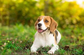 Keep your dog cool during the heatwave with these gadgets
