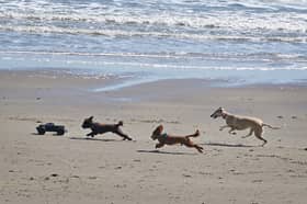 Scotland’s most dog-friendly beaches have been named.