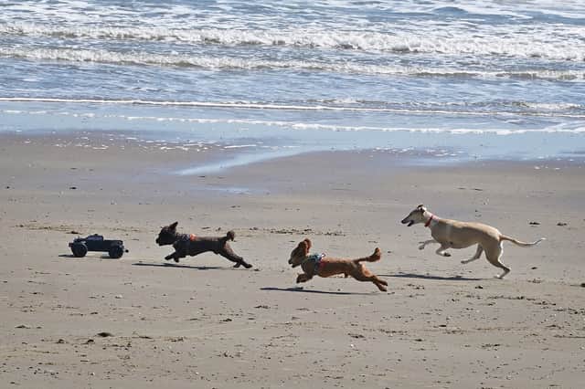 Scotland’s most dog-friendly beaches have been named.
